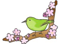 ウグイスと桜のイラスト