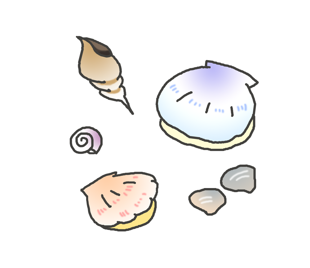 色々な貝のイラスト